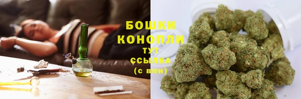 прущие грибы Магадан