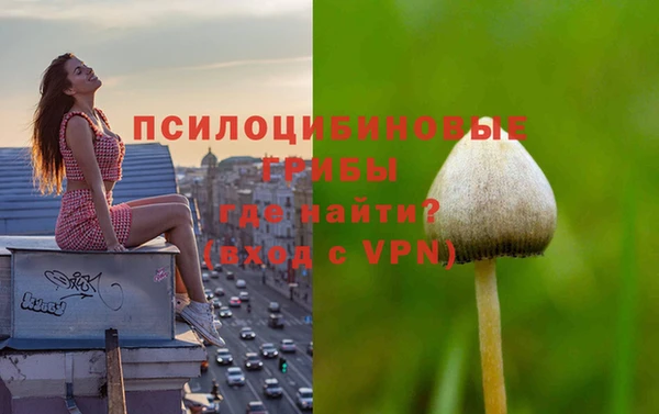 прущие грибы Магадан